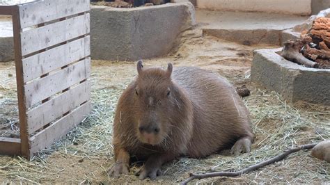 Capybara in Osaka, Japan : r/capybara