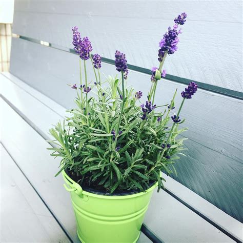 Lavender Plant (Lavandula) Care - How to Take Care & Grow Lavender ...