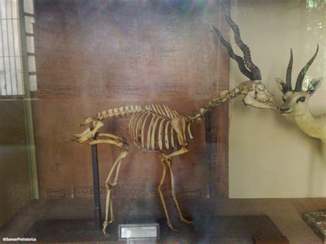 Antelope Skeleton by SameerPrehistorica on DeviantArt