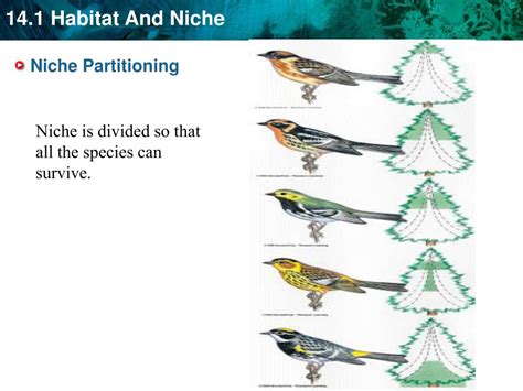 PPT - KEY CONCEPT Every organism has a habitat and a niche. PowerPoint Presentation - ID:2429279