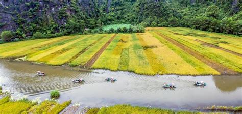 Rice field in Tam Coc stock photo. Image of beautiful - 131769436