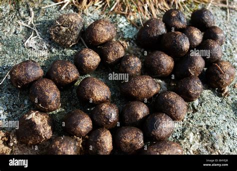 Wild rabbit droppings hi-res stock photography and images - Alamy