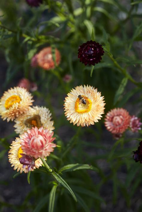 How To Grow Strawflowers From Seed – Veggie & Flower Garden Seeds