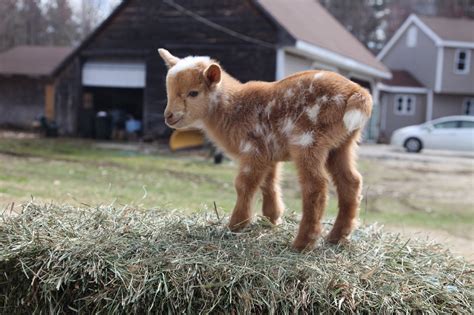 Please Enjoy This Video Of 10 Baby Goats In Pyjamas