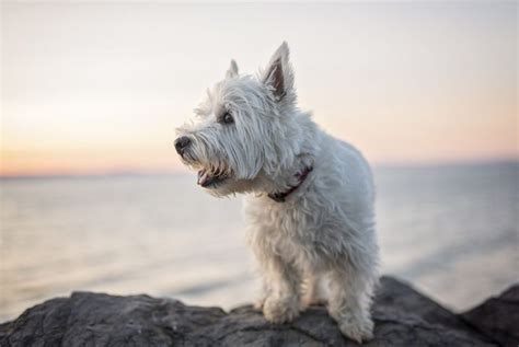 The West Highland Terrier: An Independent Family Dog - Critter Culture