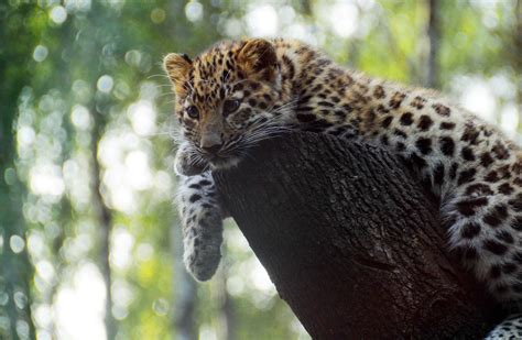 Amur Leopard Genome Sequence Completed | Genetics | Sci-News.com