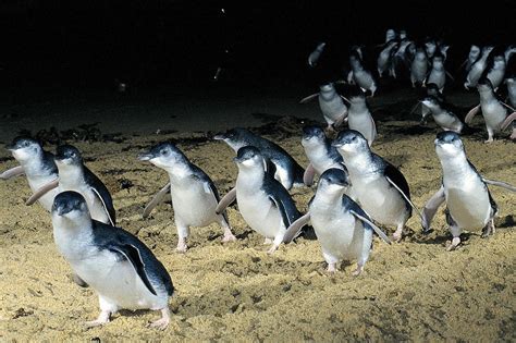 Phillip Island penguin parade, Australia | Penguins, Cute penguins ...