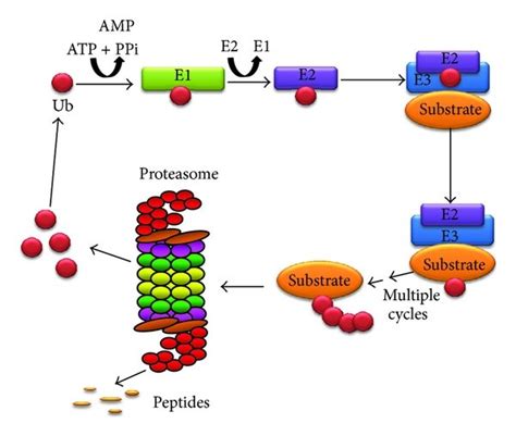 Schematic diagram of the ubiquitin-proteasome system. The UPS involves... | Download Scientific ...