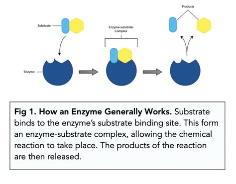 Enzymes: Introduction (A-level Biology) - Study Mind