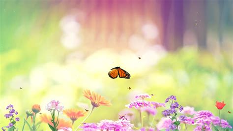 Animated Butterfly Wallpaper - WallpaperSafari