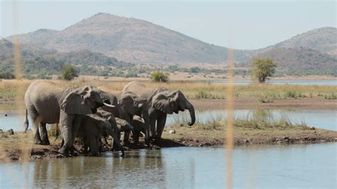 Elephants drinking from watering hole 1295659 Stock Video at Vecteezy