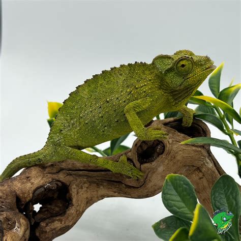 Jackson's Chameleon - juvenile to adult female - Strictly Reptiles