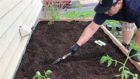 How To Plant Lettuce Seeds In A Raised Bed - Bed Western