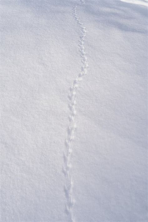 The Ground Covered with Snow and the Tracks of a Mouse or Common Vole ...