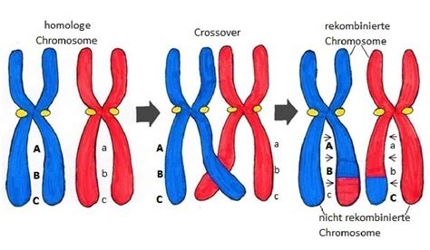 Crossing over • Biologie (Genetik), Meiose · [mit Video]