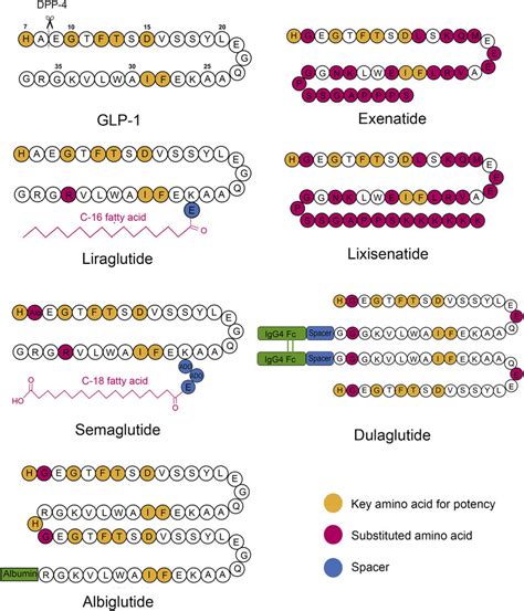 Peptide sequences and molecular structures of FDA approved GLP-1 RAs ...