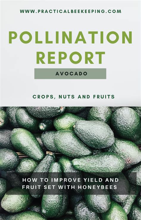 Avocado Pollination Book - Best Practical Beekeeping