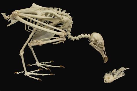 Free Osprey Skeleton Cliparts, Download Free Osprey Skeleton Cliparts ...