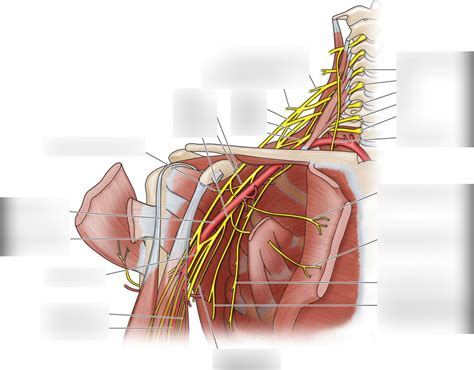 Medial Pectoral Nerve