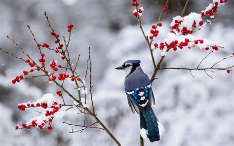 Beautiful Snow Bird Wallpaper 38533 1920x1200px | Обои с птицами, Фотографии, Картины