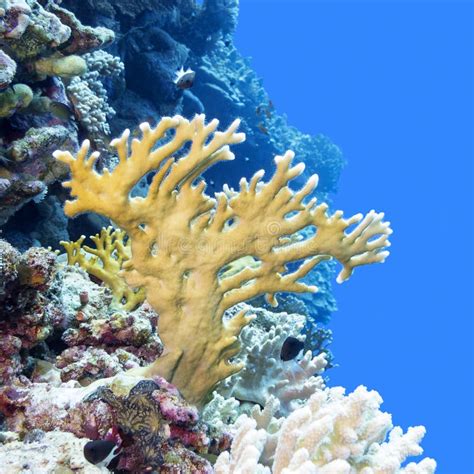 Coral Reef with Yellow Fire Coral in Tropical Sea, Underwater Stock Image - Image of undersea ...