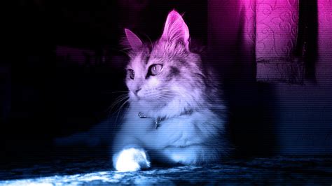 Neon Cat HD Wallpapers - Top Free Neon Cat HD Backgrounds - WallpaperAccess