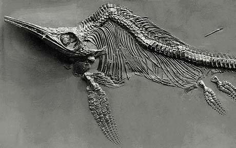Ichthyosaur Fossil | jurassicoast
