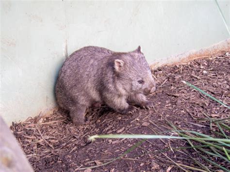 200+ Wombat Eat Stock Photos, Pictures & Royalty-Free Images - iStock