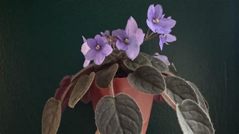 African violets from seed - YouTube