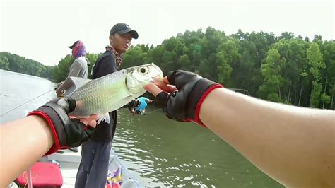 IKAN BULAN Sungai Merbok kembali MENGGANAS?!?! | Ultralight Fishing ...