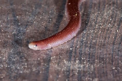 JaredDavidsonPhotography: Texas Blind Snake photographs