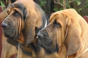 Bloodhound Puppies for Sale from Reputable Dog Breeders