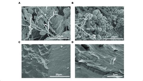 | Scanning electron micrographs of speleothems with an abundance and ...