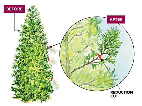 How to Prune an Arborvitae That's Too Tall or Wide - FineGardening