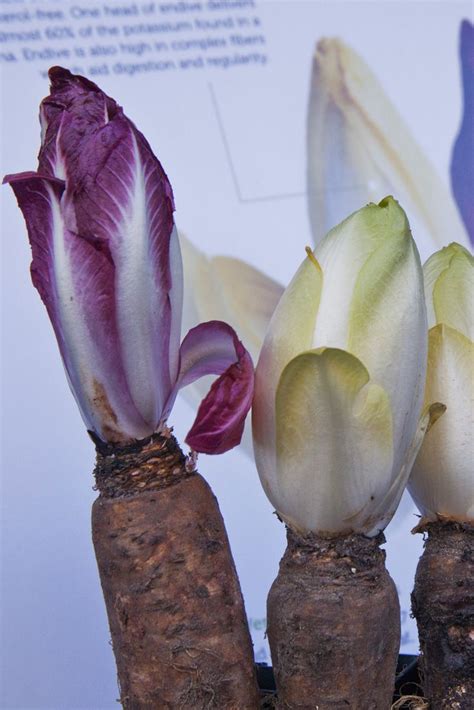 Wonder how Belgian endive grows? Read about the "Secret world of endive": http ...