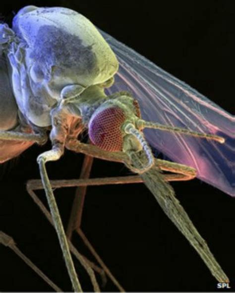 Nyamuk tahan malaria memberi harapan - BBC News Indonesia