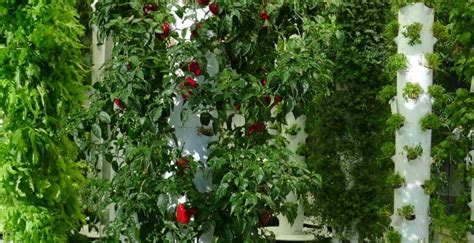 Aeroponics: The Definitive Guide to Get Started with Aeroponic Systems