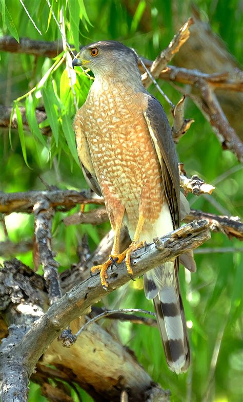 Cooper's Hawk — Santa Clara Valley Audubon Society