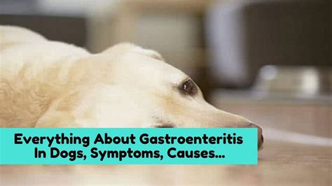 Everything About Gastroenteritis In Dogs, Symptoms, Causes and Recommendations - YouTube