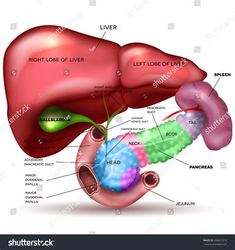 Liver, pancreas parts, gallbladder and spleen detailed drawing on a ...