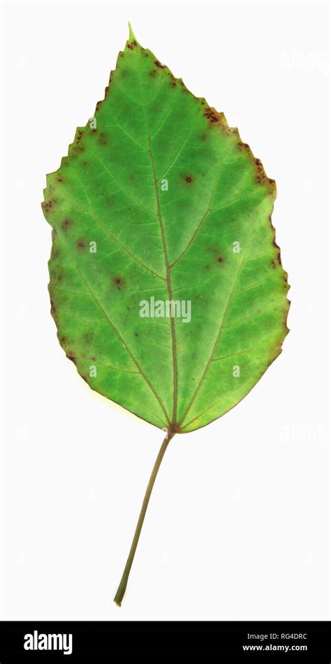 Green Foliage Texture Stock Photo - Alamy