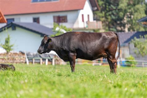 The Art of Raising Wagyu Cattle - Maries River Wagyu