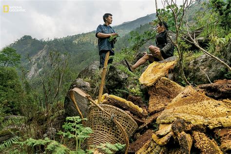 Meet the Last Death-Defying Honey Hunter of Nepal