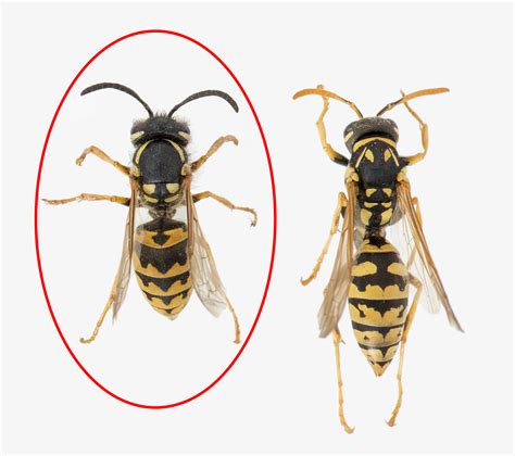 Yellow Jacket Identification Diagram - Explore Schematic Wiring Diagram 10E