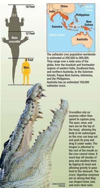 Saltwater Crocs: Largest Reptiles on Earth - The Blade