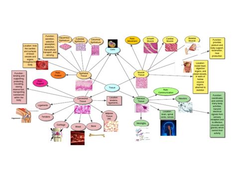 Tissue Types Concept Map