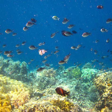 Taman Laut Nasional Bunaken (Pulau Bunaken, Indonesia) - Review ...