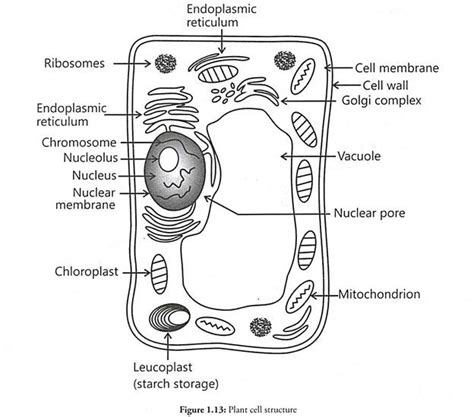 Plant Cell Black and White Fresh Term Paper On the Cell organisms in ...