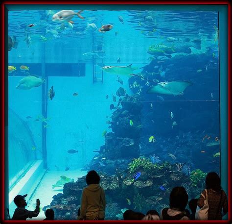 Nagoya Port Aquarium by kevinbrjp, via Flickr | Nagoya, Aquarium, Port