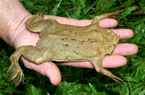 Suriname Toad (Pipa pipa) | Found in the Peruvian Amazon. | Flickr